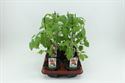 Bild von Tomaat. Ge?nte Mini pruimtomaat